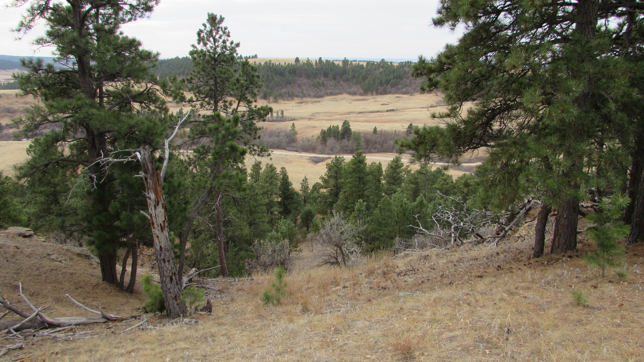 Pronghorn Development | Pronghorn Development